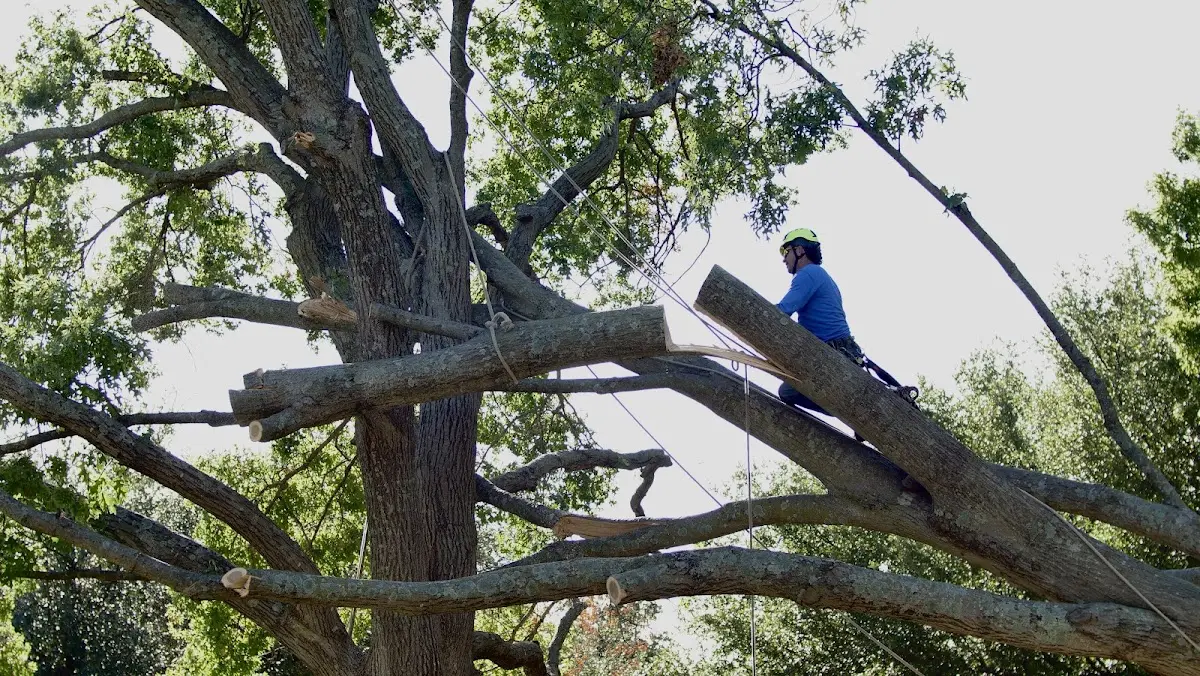 Professional Hazardous Tree Removal performed by certified arborists in Valentines